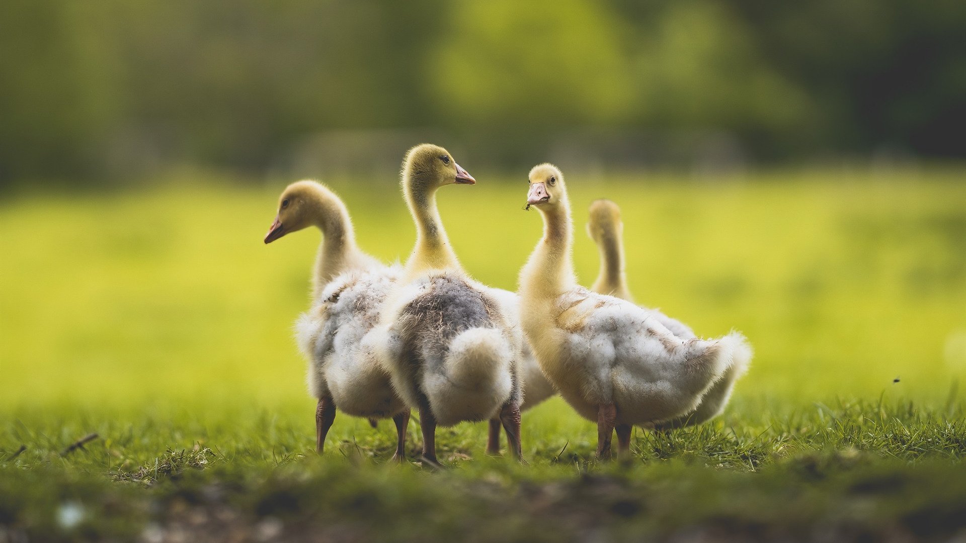 亚冠联赛中国青年队晋级 球迷高度评价团队合作,2021亚冠 青年队