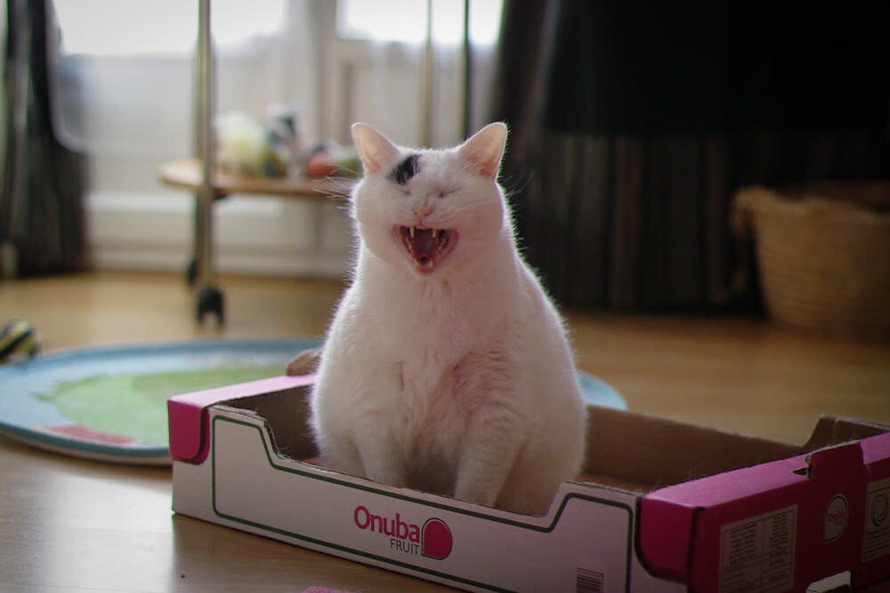 开yun体育-埃及赛制的创新与挑战：未来赛事体系如何改进，埃及杯ds