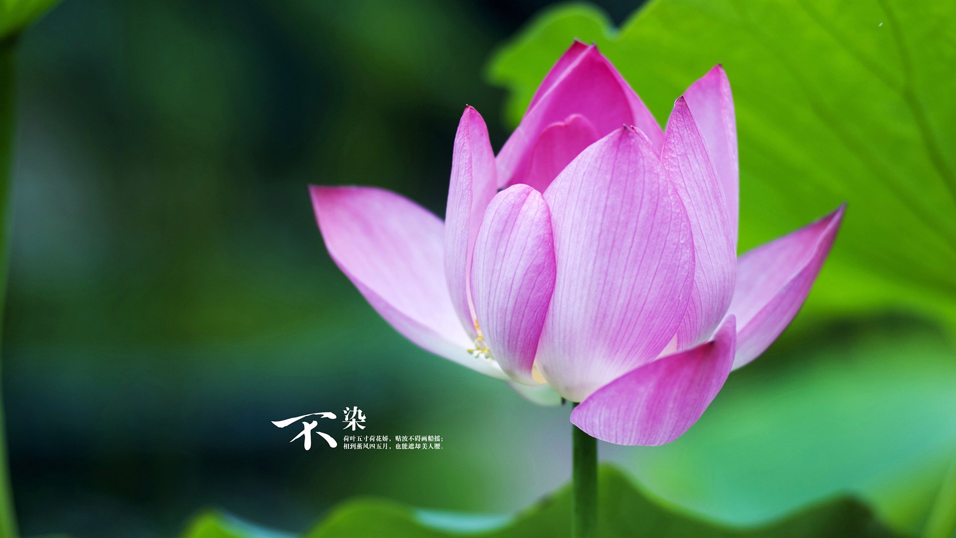 仰泳项目比利时选手节奏稳定，仰泳 backstroke 2017