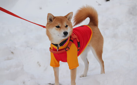 国家棒球队发布国家集训队名单及集训时间公告，国家队棒球运动员